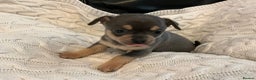 Chihuahua dogs for sale: Beautiful black & blue tri chihuahua puppies  - Advert 8
