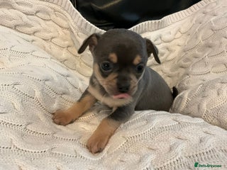 Chihuahua dogs Beautiful black & blue tri chihuahua puppies - Advert 3