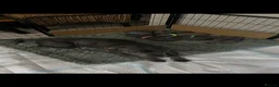 Staffordshire Bull Terrier dogs for sale: Blue Staffordshire Bull Terriers  - Advert 11