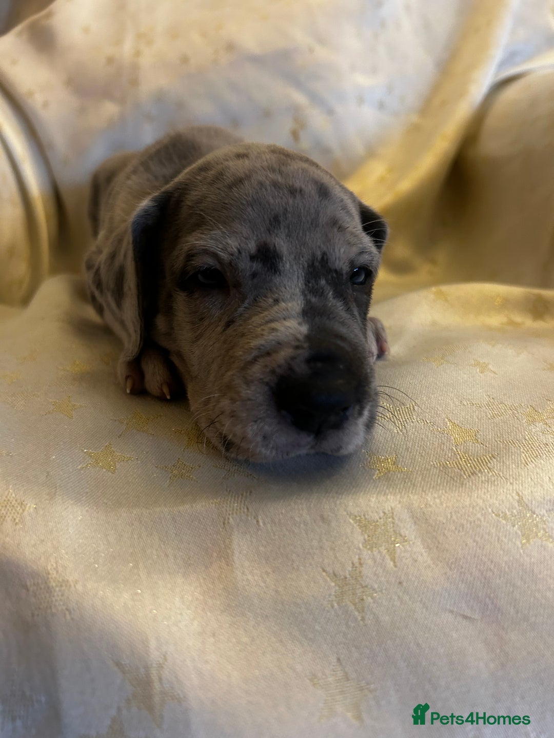 Great Dane dogs for sale: READY NOW… 3 BLACK GIRLS AVAILABLE  - Advert 25