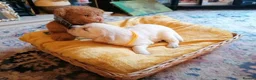 Golden Retriever dogs for sale: Golden Retriever Puppies Available - Advert 2