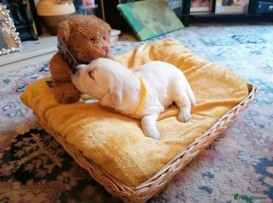Golden Retriever dogs for sale: Golden Retriever Puppies Available - Advert 2