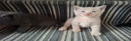 Mixed Breed cats for sale: FLUFFY MAINE COON CROSS KITTENS - Advert 9
