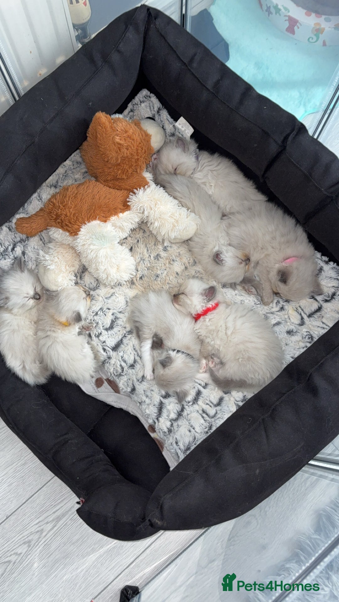 Ragdoll cats for sale: Beautiful Ragdoll Kittens – Champion Bloodlines - Image 9