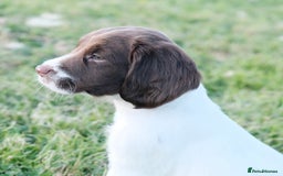 English Springer Spaniel dogs for sale: Puppy (male) KC ESS with titled parents FTW x FTAW - Image 14