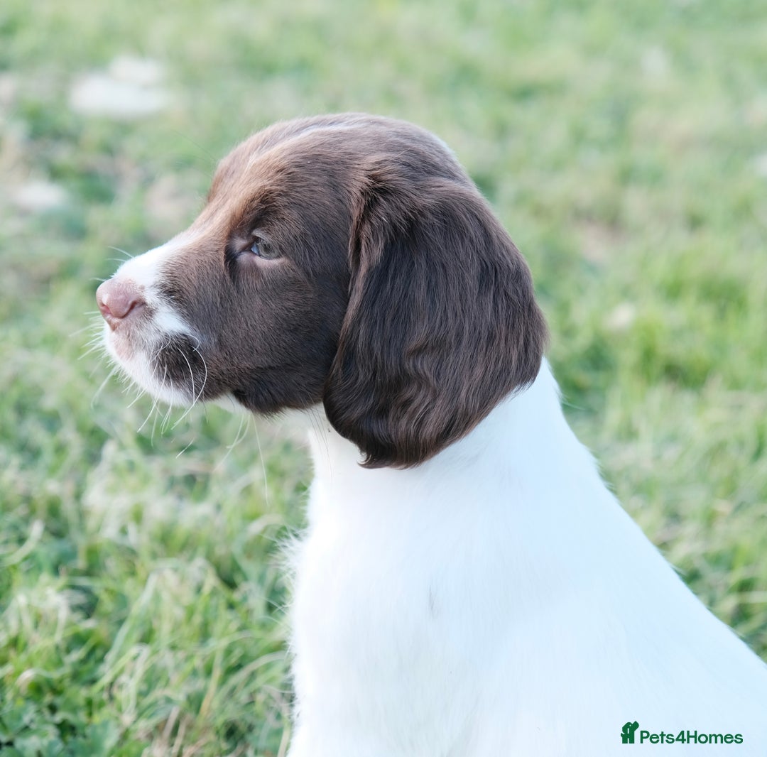 English Springer Spaniel dogs for sale: Puppy (male) KC ESS with titled parents FTW x FTAW - Image 14