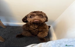 Cockapoo dogs for stud: F2 cockapoo Hugo for stud - Image 6