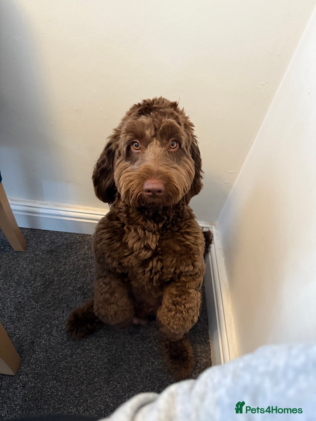 Cockapoo dogs for stud: F2 cockapoo Hugo for stud - Image 6