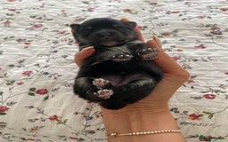 Pomeranian dogs for sale: Unique, extremely rare Pomeranian puppies ✨ - Image 20