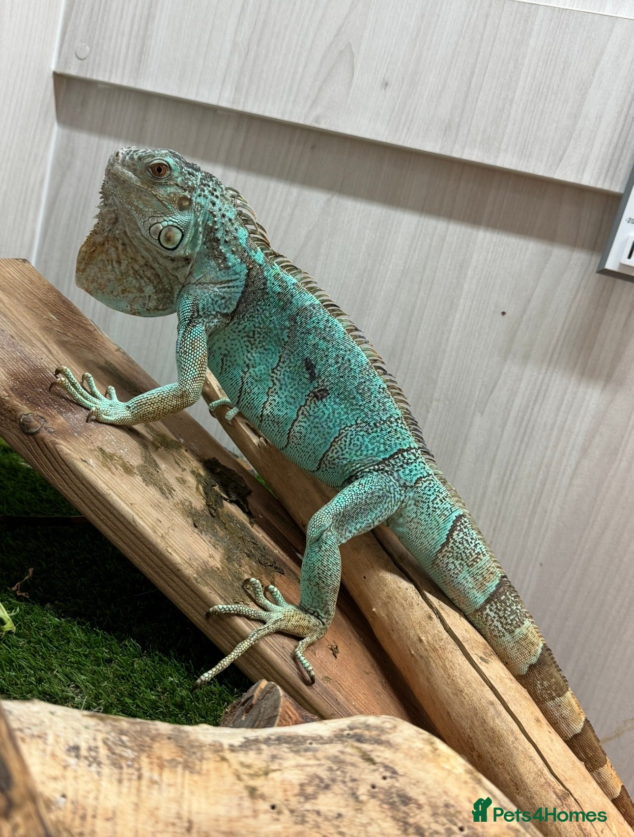 Iguana reptiles Blue iguana female - Advert 1