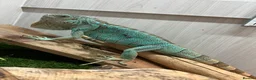 Iguana reptiles for sale: Blue iguana female - Advert 1