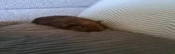 Guinea Pig rodents for sale: Gorgeous baby guinea pigs  - Advert 3