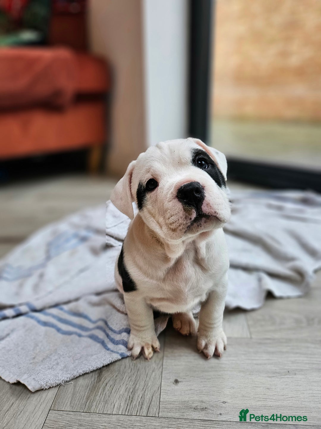 Mixed Breed dogs for sale: English Bulldog Staffordshire Bull hybrid  - Advert 4