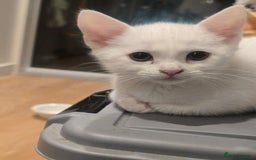 Turkish Angora cats for sale: Beautiful Kittens Looking for Their Forever Homes - Advert 4