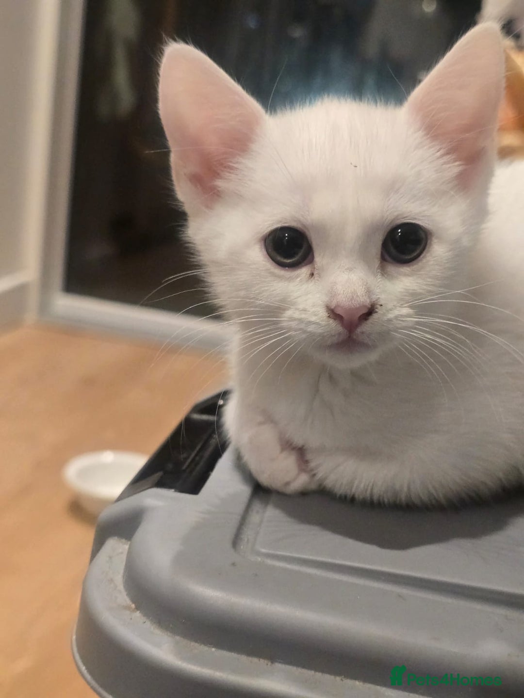 Turkish Angora cats for sale: Beautiful Kittens Looking for Their Forever Homes - Advert 4