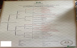 Labrador Retriever dogs for stud: KC Labrador, Health and DNA-Tested, Proven Stud in Cobham - Image 7