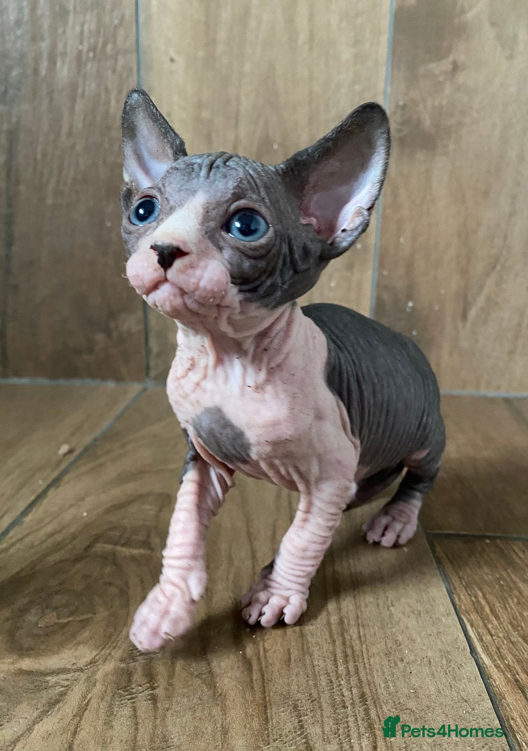 Sphynx cats for sale: Kittens sphinx Canadian girl blue eyes  - Image 19