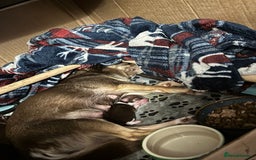 Chihuahua dogs for sale: Sweet chihuahua bundles of joy  - Image 6