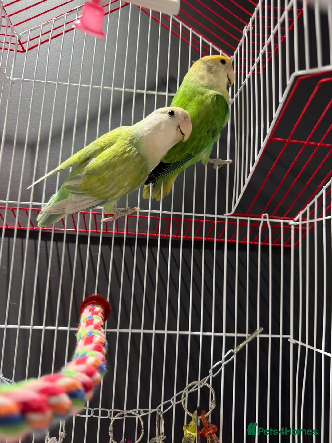 Lovebirds birds for sale: Pair of love birds with cage - Advert 2