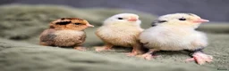 Chickens poultry for sale: Barbu D'uccle Chicks - Advert 3