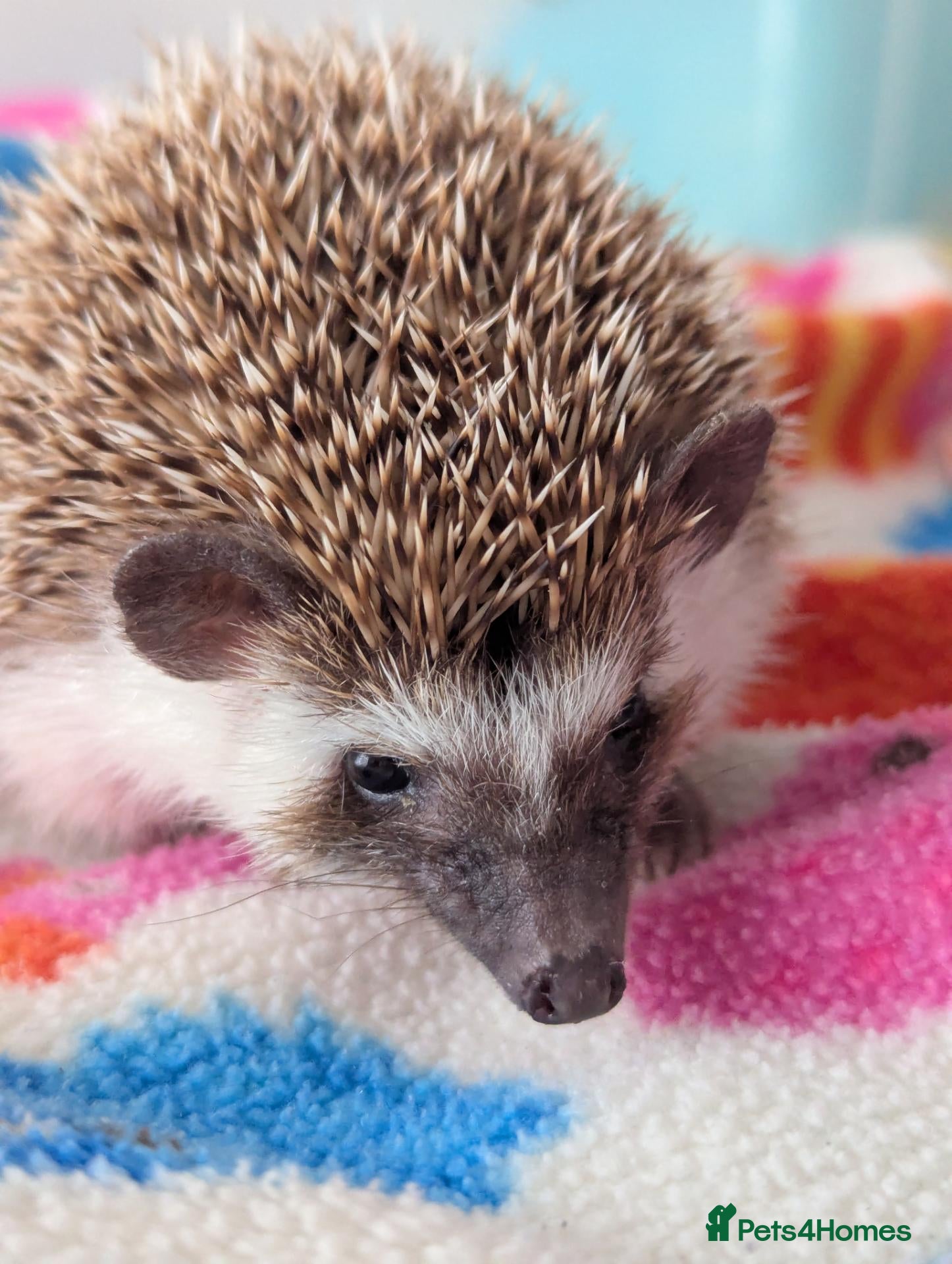 Pygmy Hedgehog rodents Gorgeous Friendly 13 week old Male Hog - Advert 1