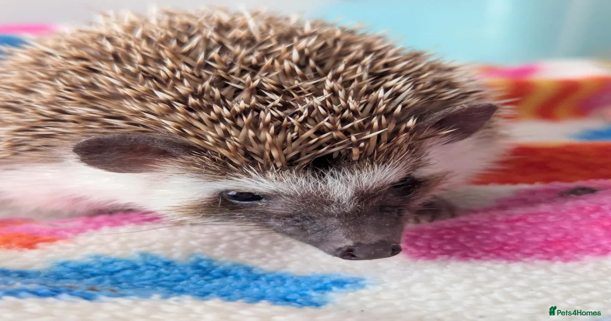 Pygmy Hedgehog Rodents for sale | Pets4Homes
