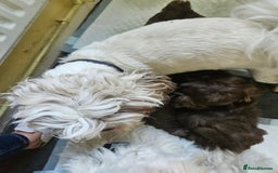 Shih Tzu dogs for sale: SHIH tzu puppies 🐶 outstanding - Image 12