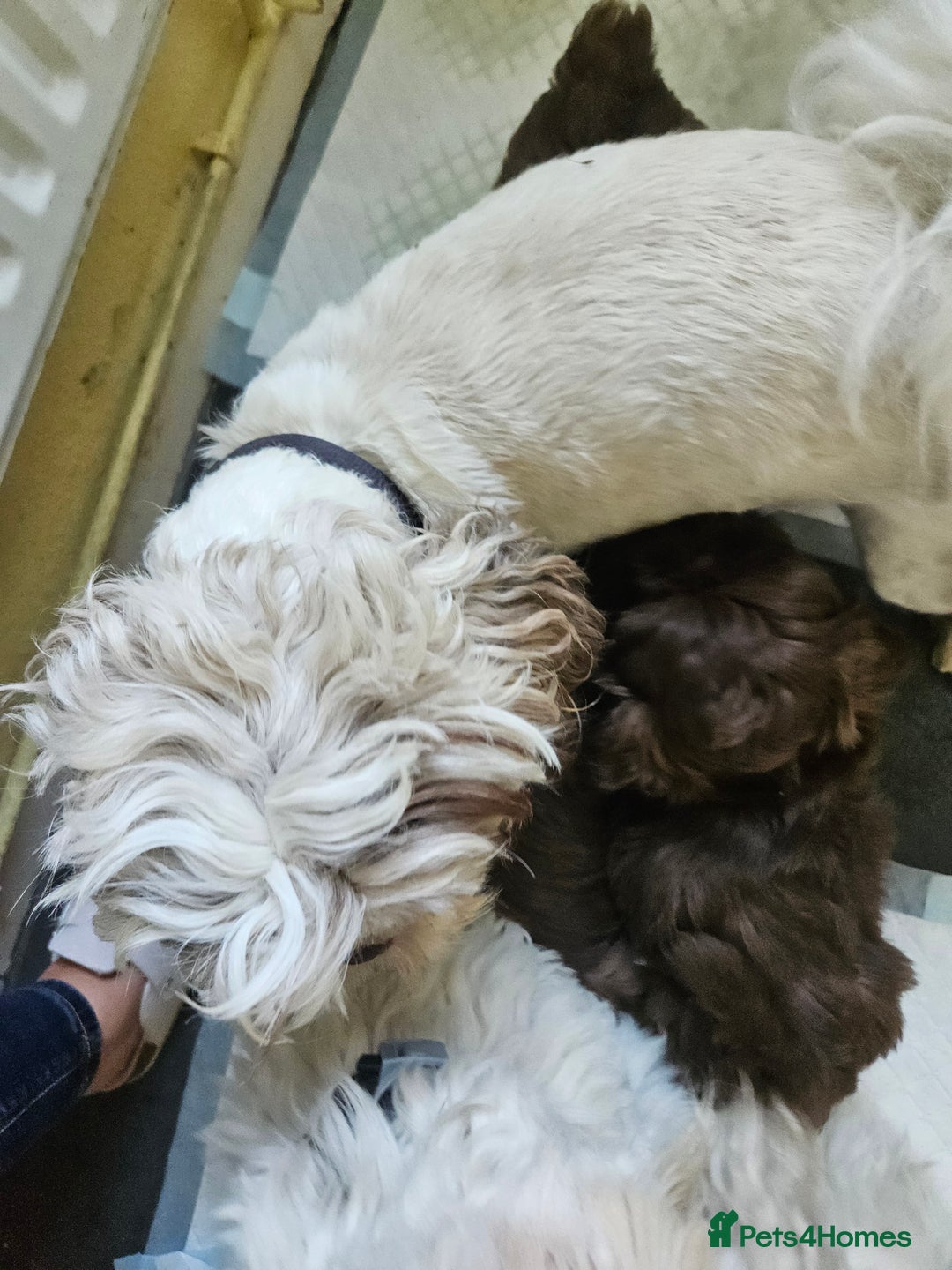 Shih Tzu dogs for sale: SHIH tzu puppies 🐶 outstanding - Image 12
