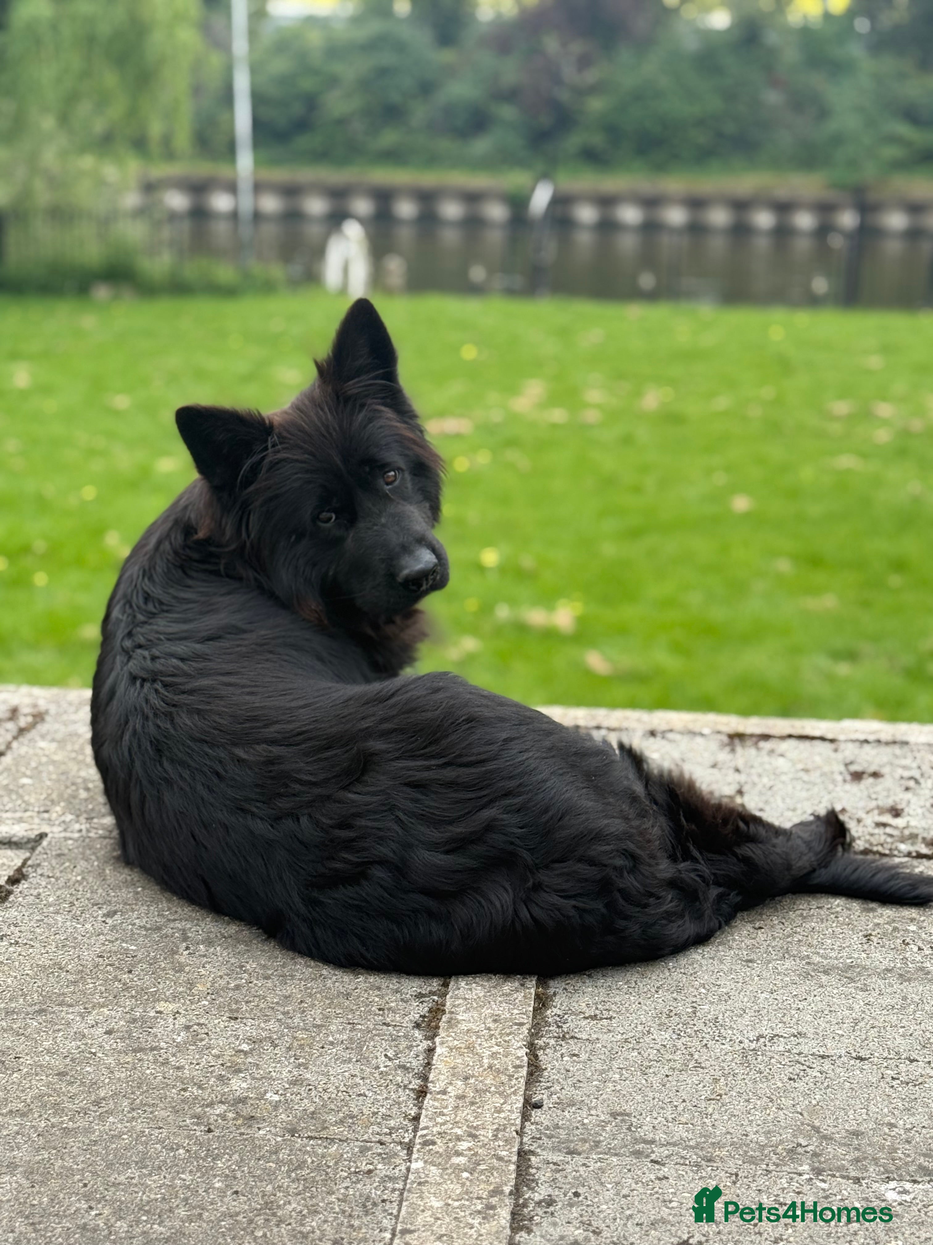 German Shepherd dogs PGS long coat puppy ready to move at a new home - Advert 1