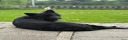 German Shepherd dogs for sale: PGS long coat ready to move at a new home - Advert 1