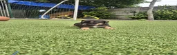 German Shepherd dogs for sale: EXCELLENT SHEPHERD PUPPIES  - Advert 7