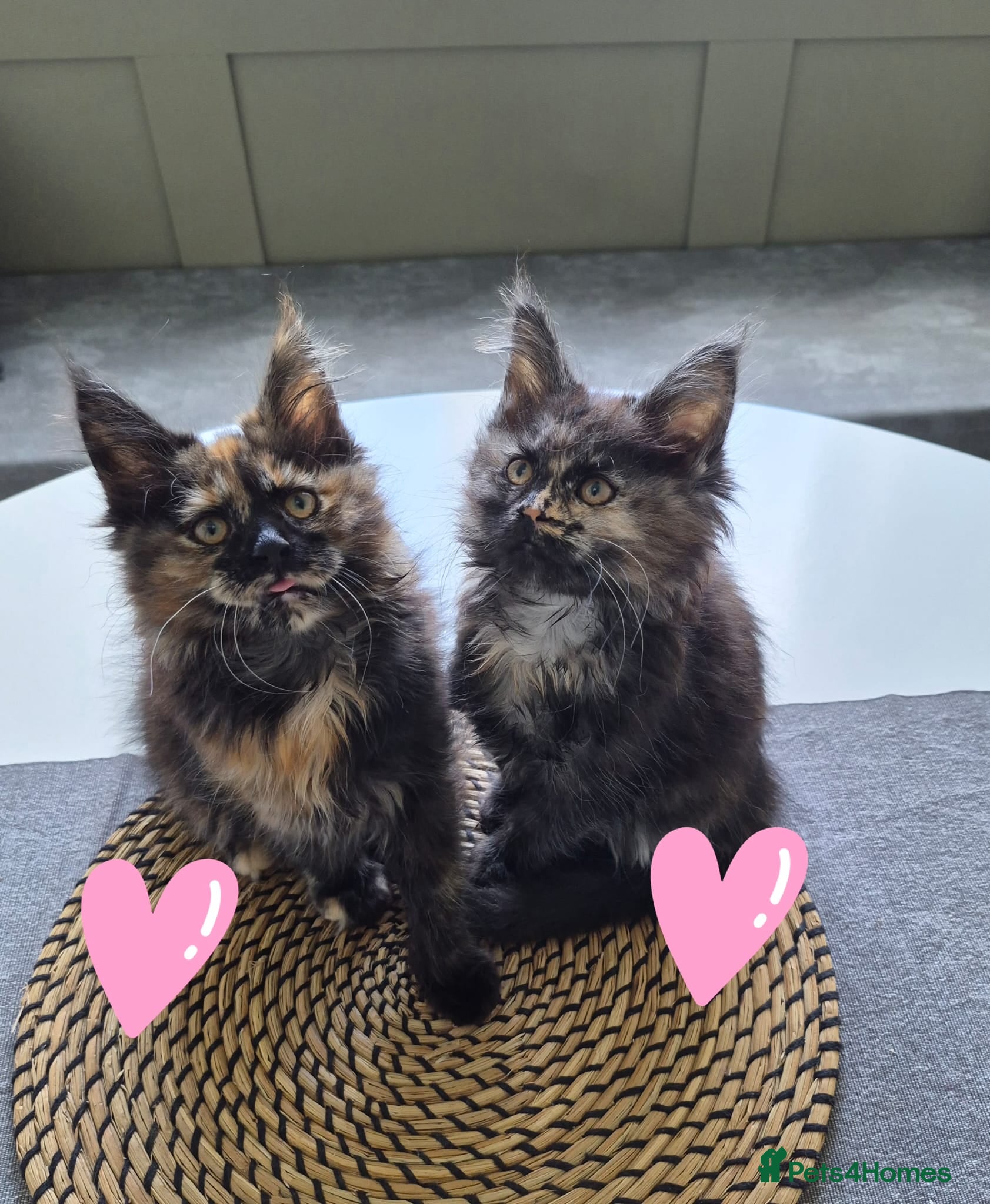 Maine Coon cats 2 gorgeous girls  - Advert 1