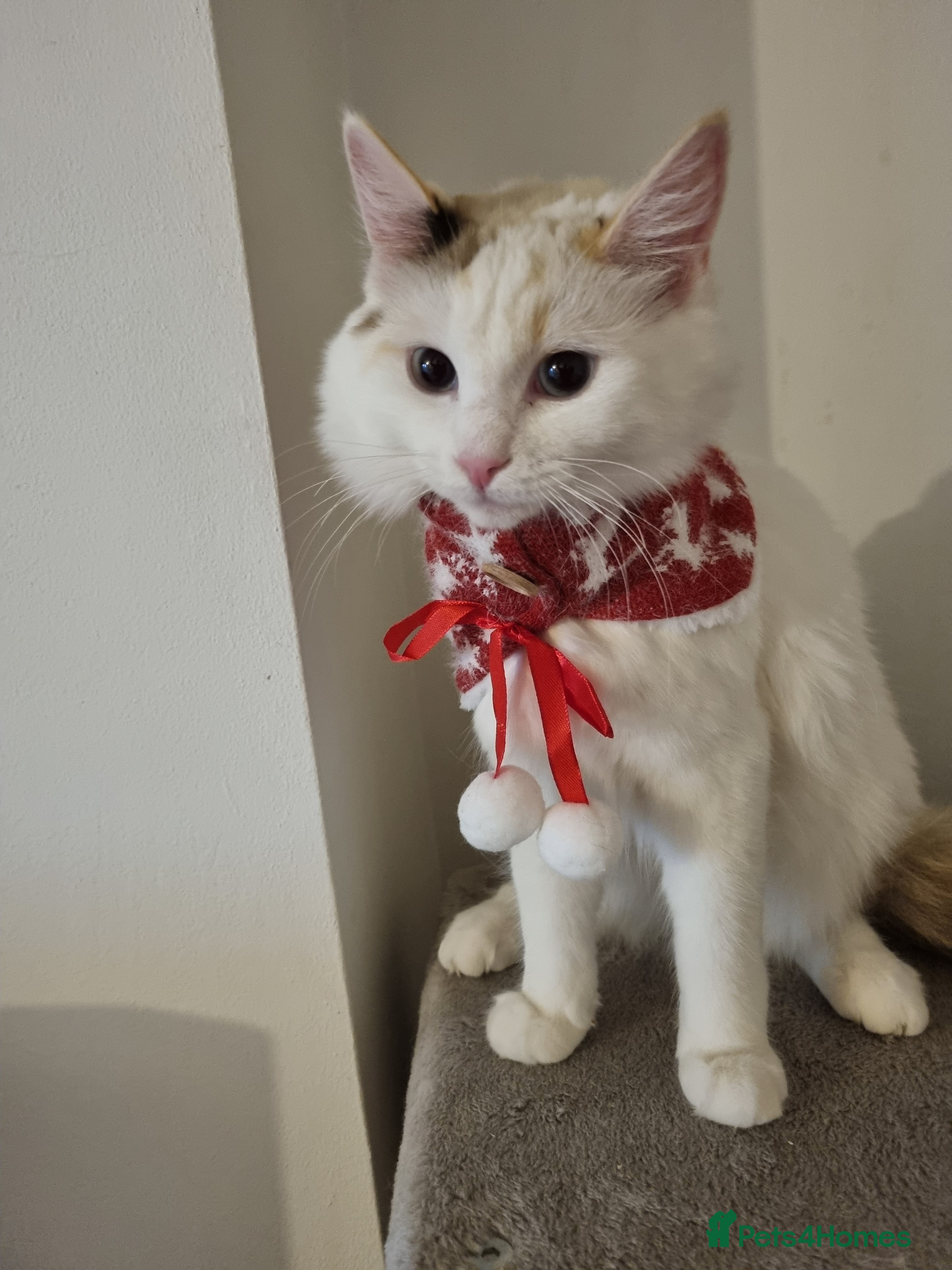 Ragdoll cats Bicolour ragdoll girls  - Advert 11