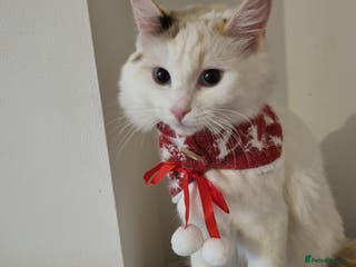 Ragdoll cats Bicolour ragdoll girls - Advert 11