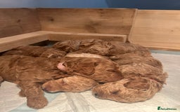 Cavapoo dogs for sale: Cavapoo Puppies for Sale - Image 8