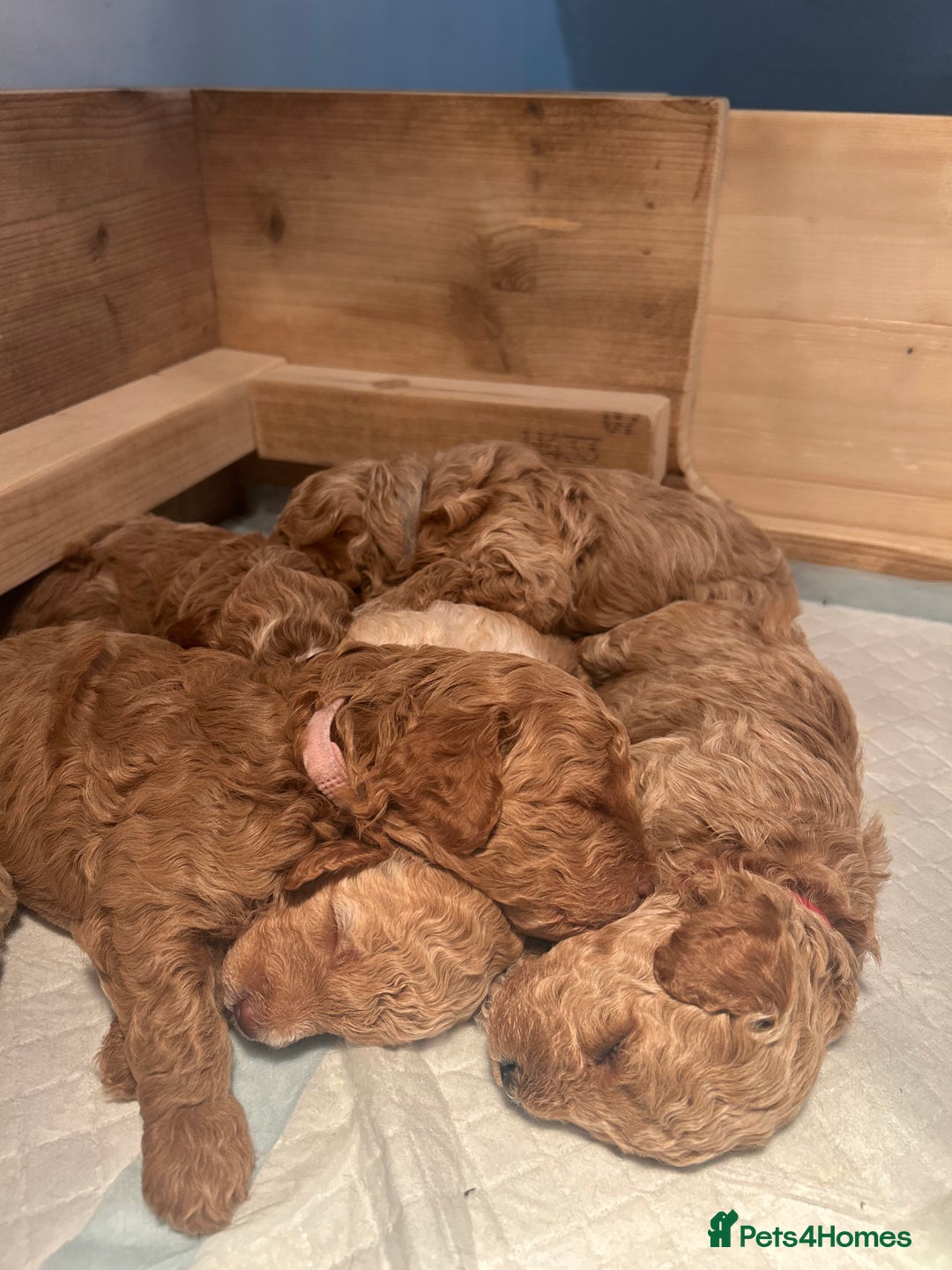 Cavapoo dogs for sale: Cavapoo Puppies for Sale - Image 8