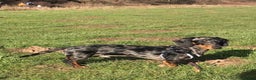 Miniature Dachshund dogs for stud: Miniature dapple (blue eyes) dachshund for stud in Stockton-on-Tees - Advert 2