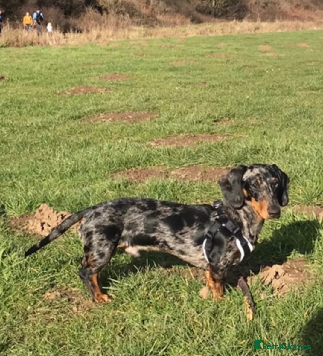 Miniature Dachshund dogs for stud: Miniature dapple (blue eyes) dachshund for stud in Stockton-on-Tees - Advert 2