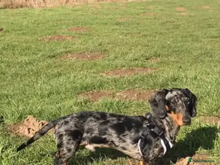 Miniature Dachshund dogs Miniature dapple (blue eyes) dachshund for stud in Stockton-on-Tees - Advert 6