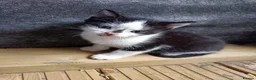 Mixed Breed cats for sale: 3 male kittens  - Advert 5