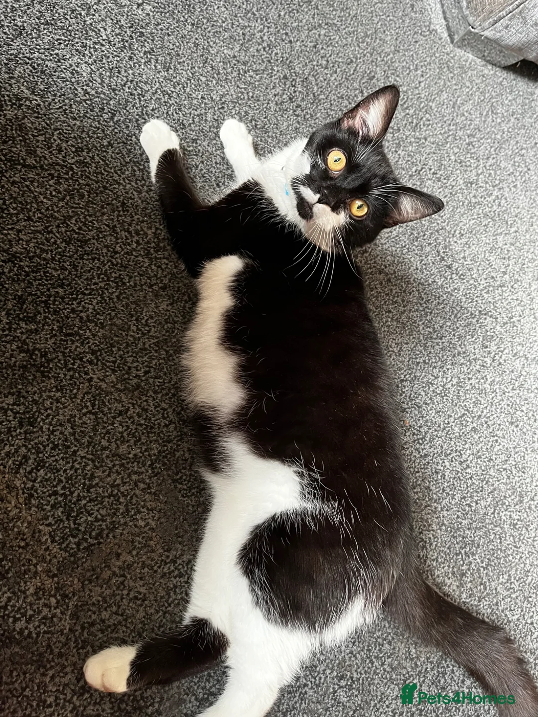 Mixed Breed cats for sale: 4 beautiful kittens  - Advert 2