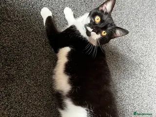 Mixed Breed cats 4 beautiful kittens - Advert 1