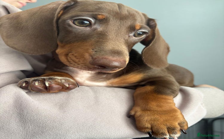Miniature Dachshund dogs - Advert 3