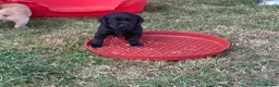 Labrador Retriever dogs for sale: Working Labrador puppies in Moreton-in-Marsh - Advert 5