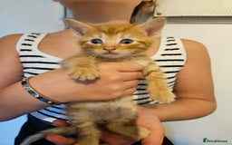 British Shorthair cats for sale: Beautiful kittens  - Image 4