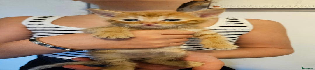 Kitten 1