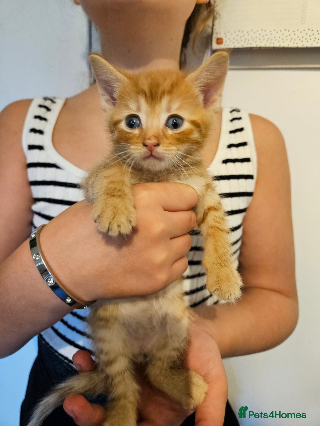 British Shorthair cats for sale: Beautiful kittens  - Image 4