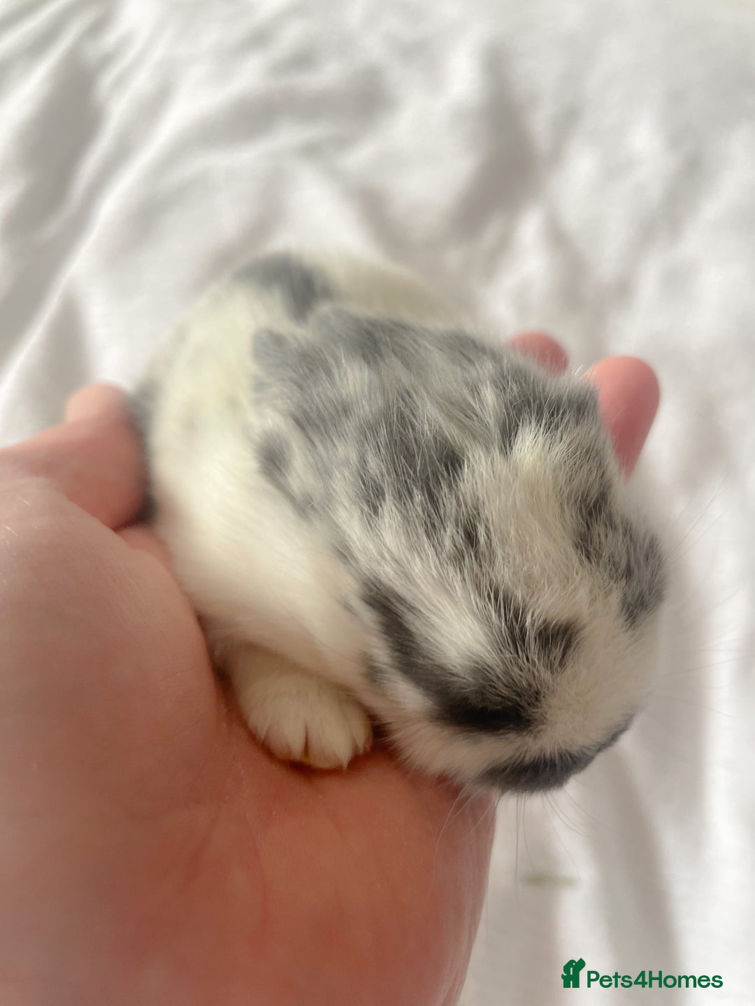 Mini Lop rabbits for sale: Mini lop babies available  - Image 14