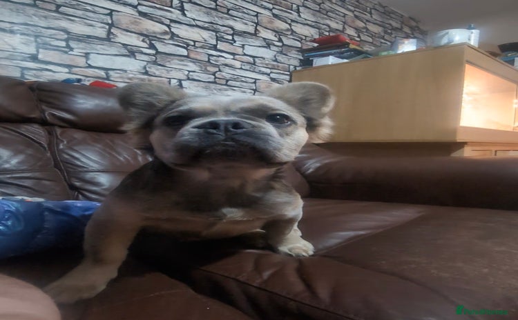 French Bulldog dogs - Advert 1