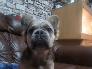 French Bulldog dogs for sale - Advert 1